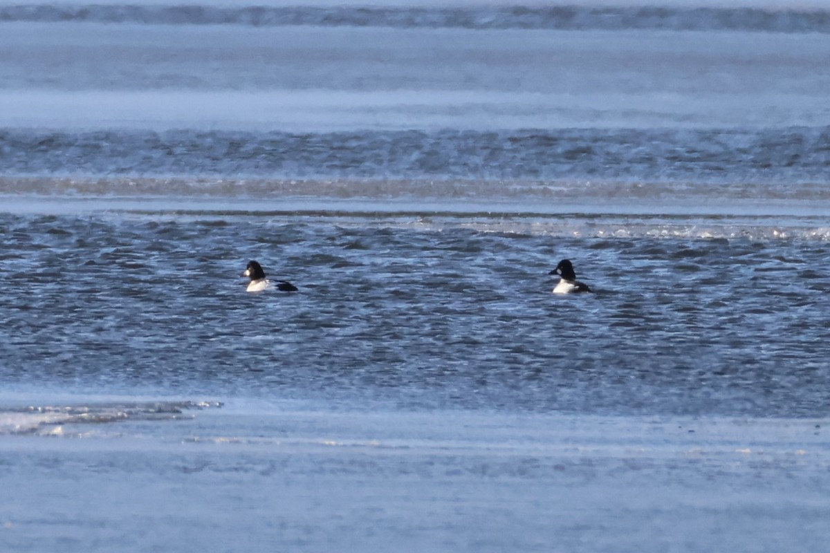 Porrón Osculado - ML646587255