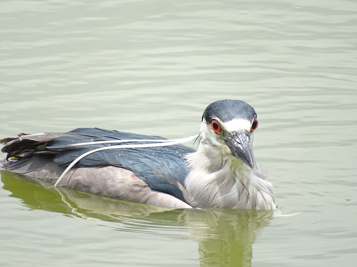 Black-crowned Night Heron - ML646587257