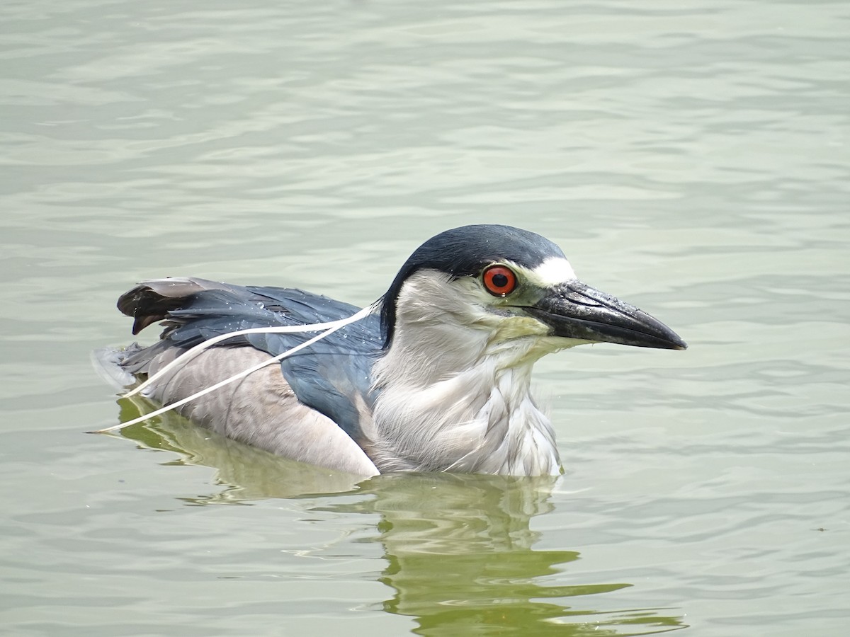 Black-crowned Night Heron - ML646587258