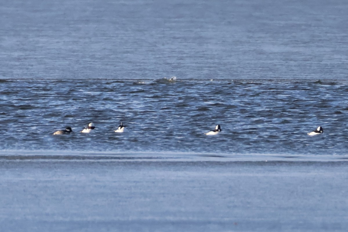 Porrón Albeola - ML646587260