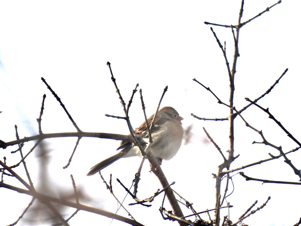 markspurv - ML646587261