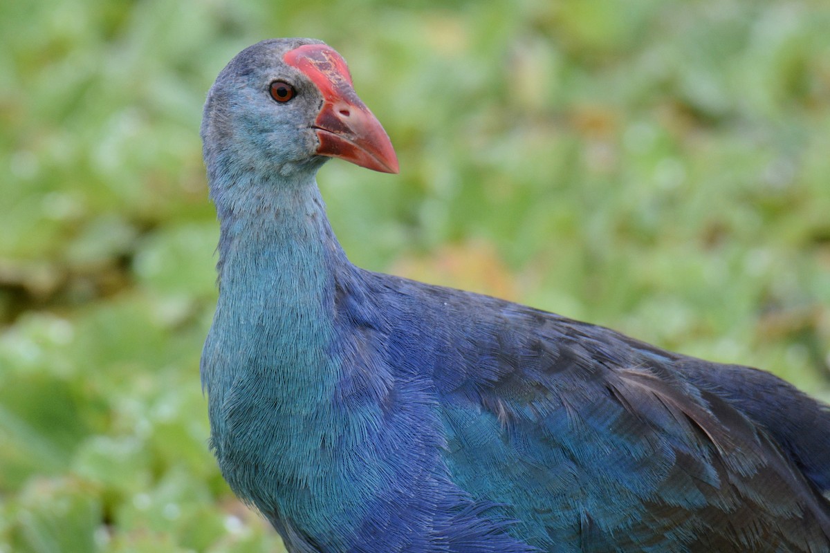 Gray-headed Swamphen - ML646587266