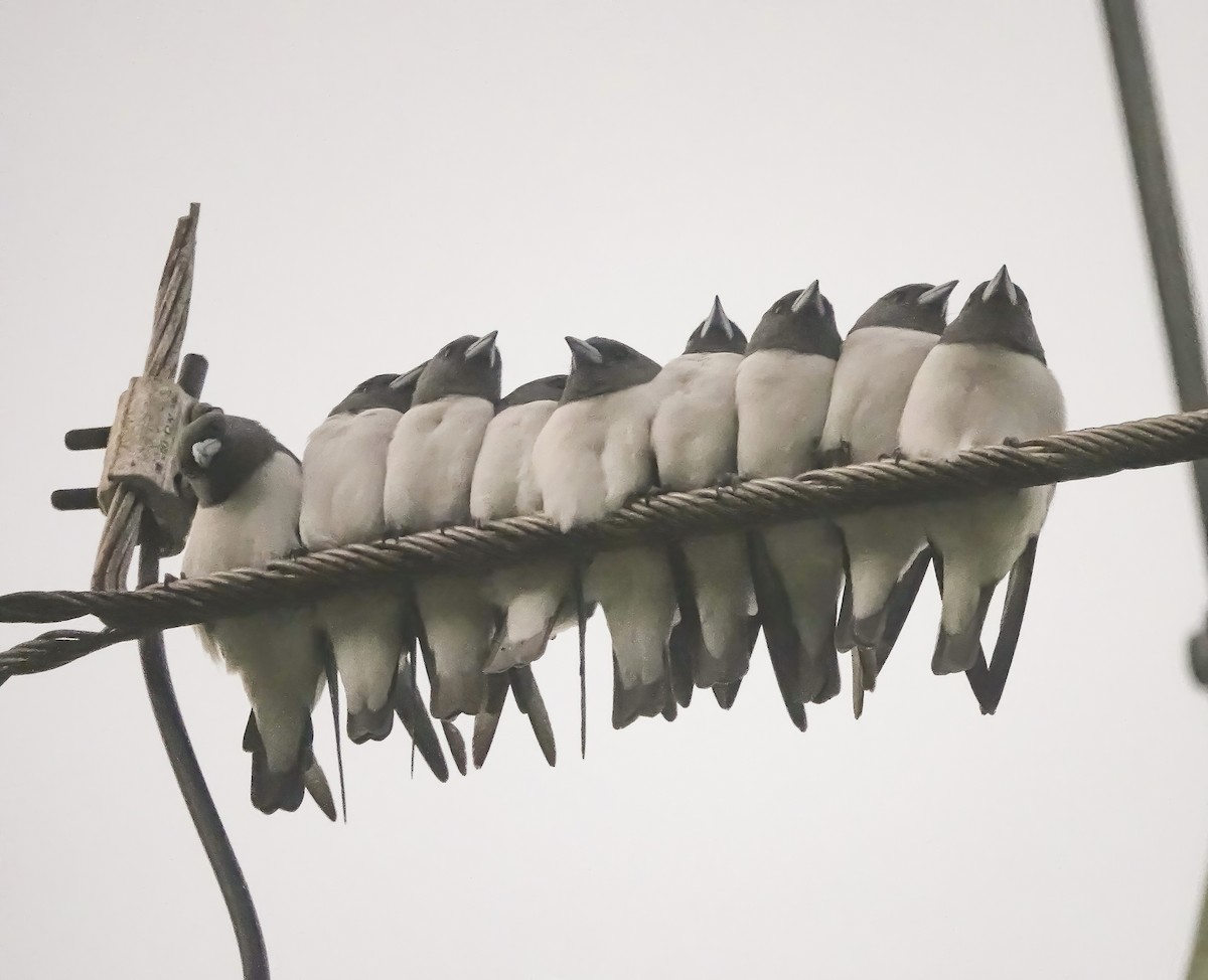 lasolet bělobřichý - ML646587267