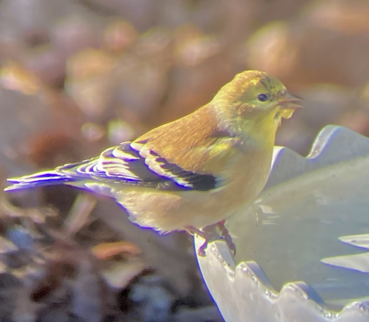 gulstillits - ML646587268