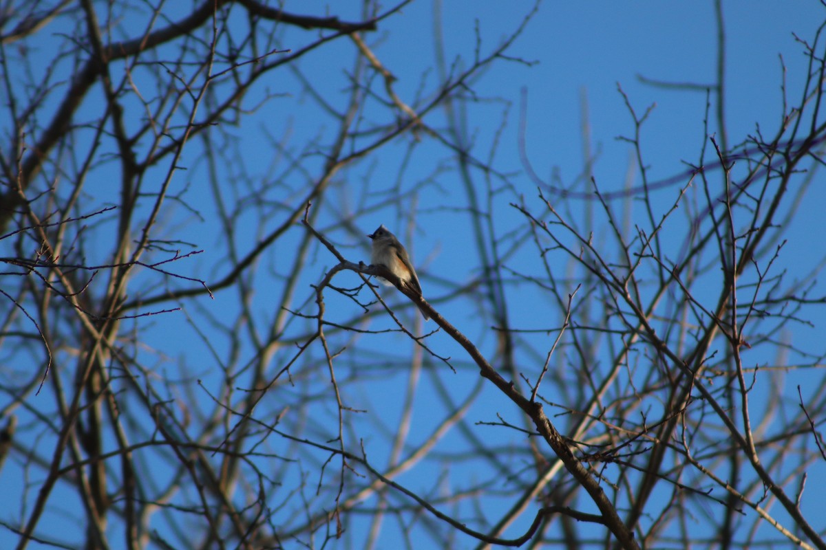 Tufted Titmouse - ML646587269