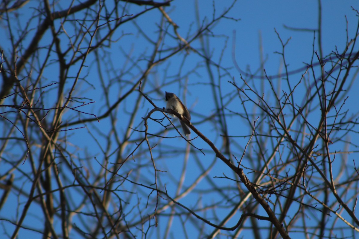 Tufted Titmouse - ML646587270
