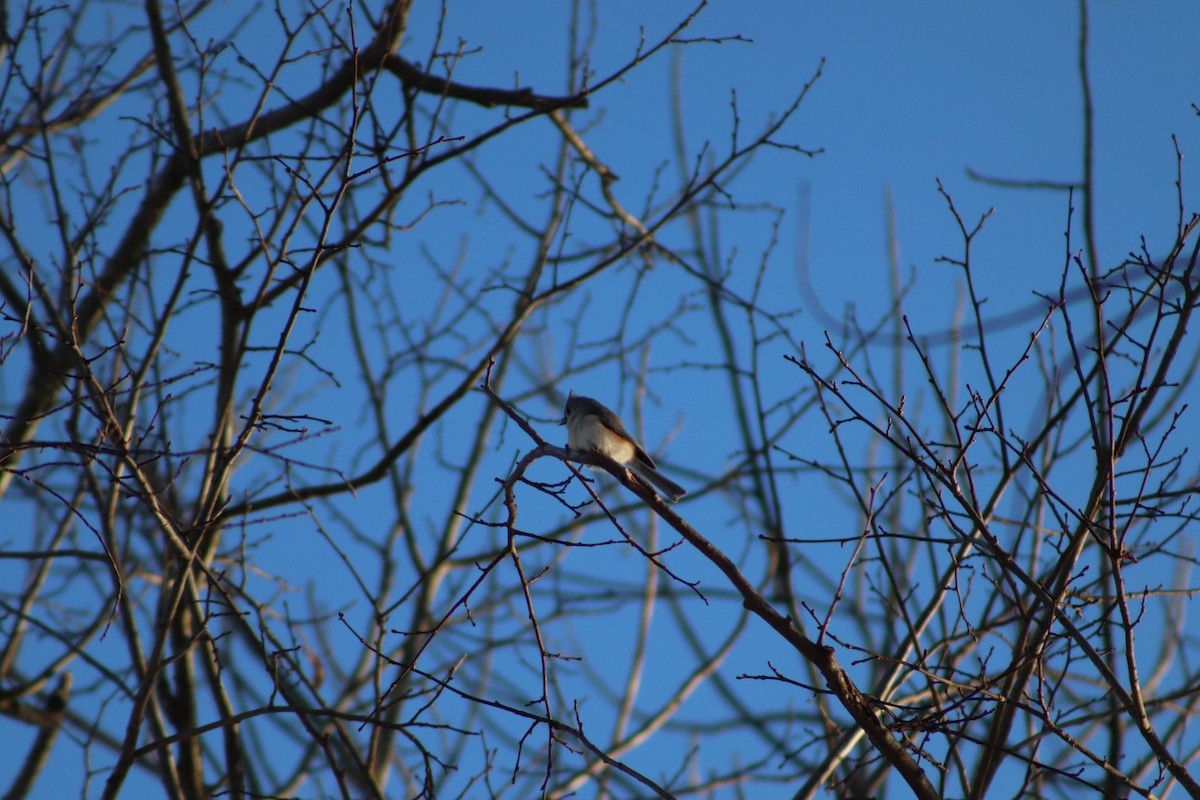Tufted Titmouse - ML646587271