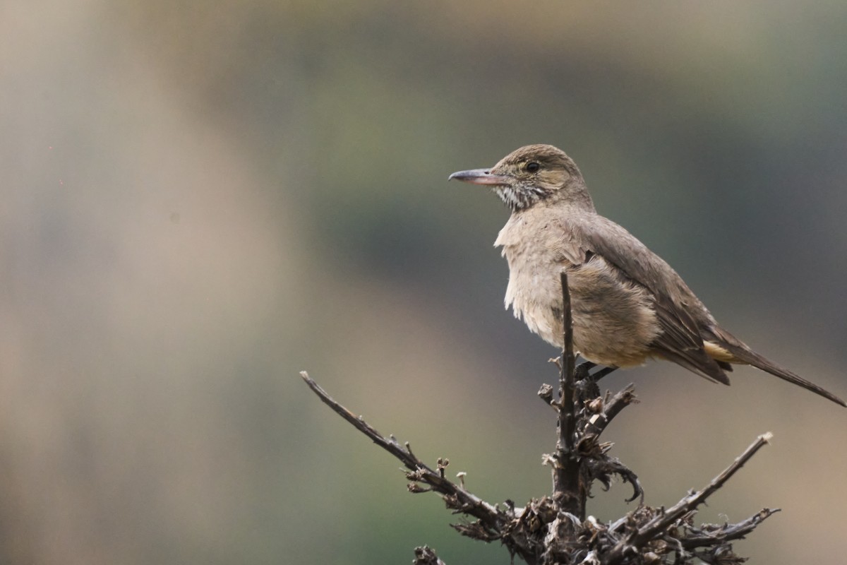 Great Shrike-Tyrant - ML646587273