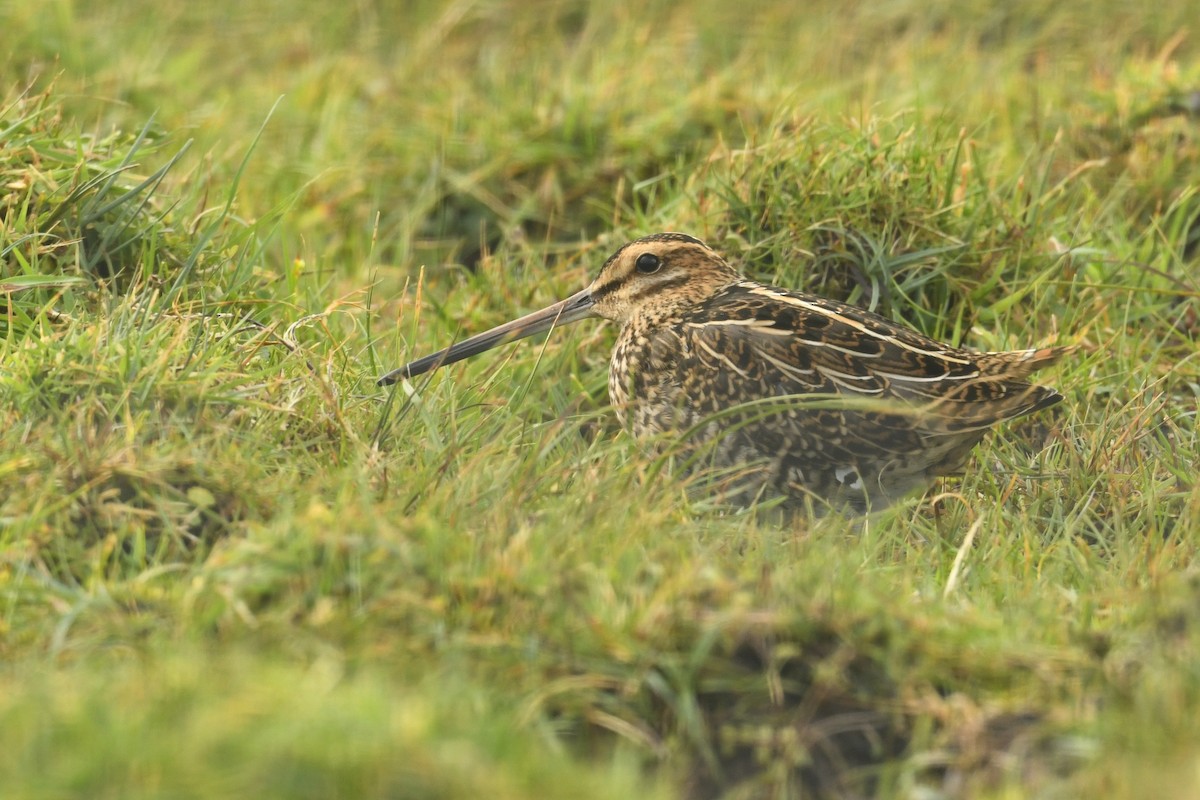 Suçulluğu - ML646587277