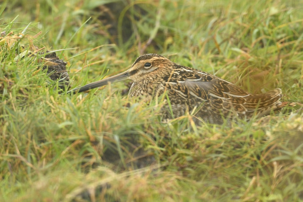 Suçulluğu - ML646587278