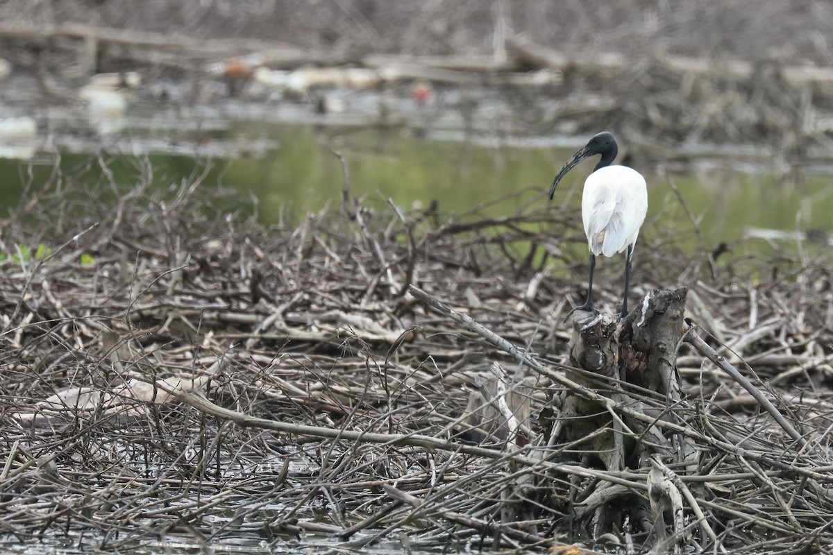 Black-headed Ibis - ML646587279