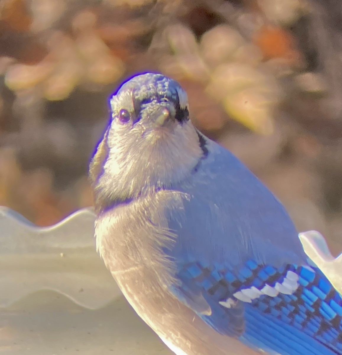 blåskrike - ML646587281