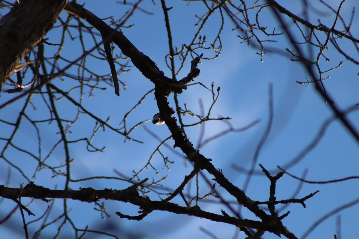 White-breasted Nuthatch - ML646587282