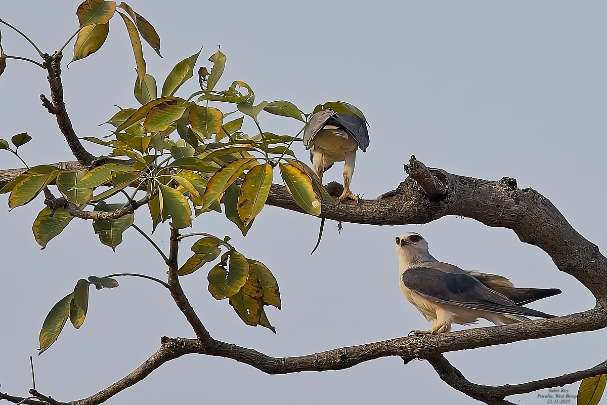 Black-winged Kite - ML646587287