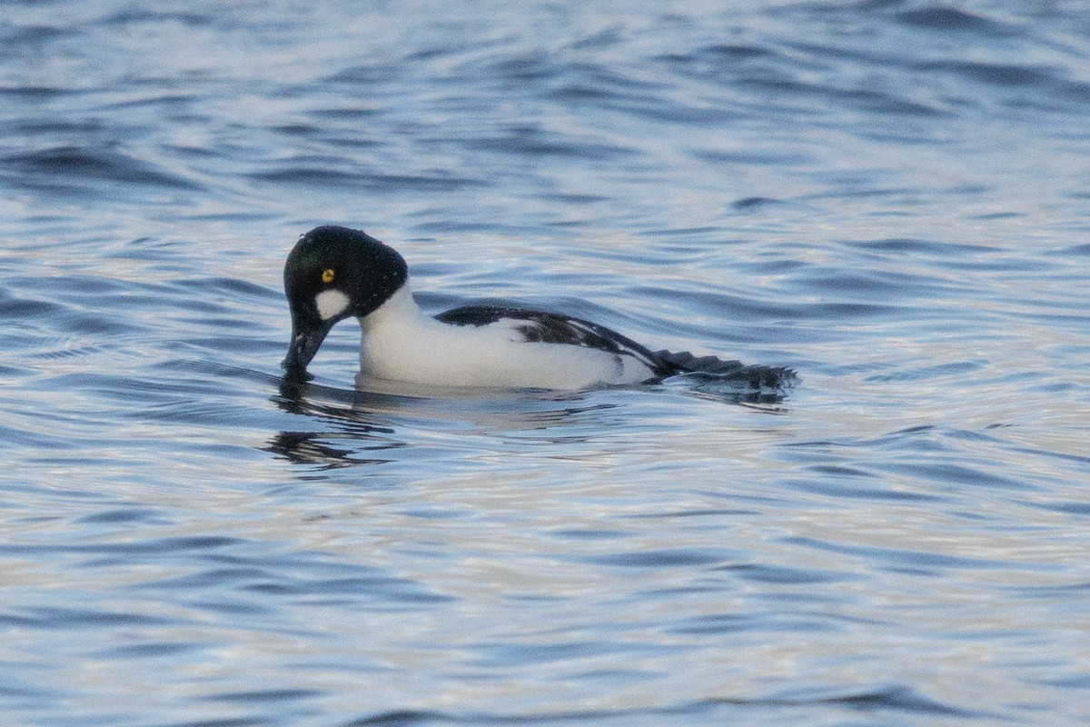 ホオジロガモ - ML646587288