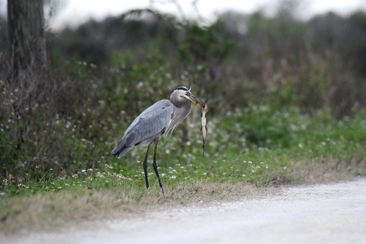 Great Blue Heron - ML646587291