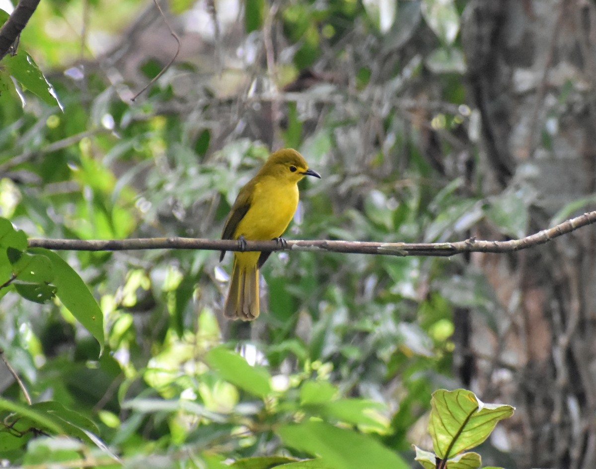 Bulbul à sourcils d'or - ML646587293