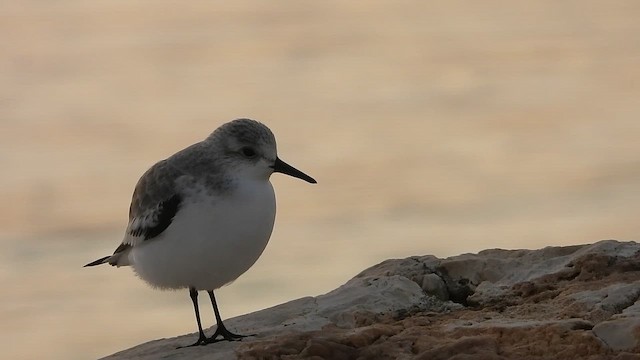 jespák písečný - ML646587294