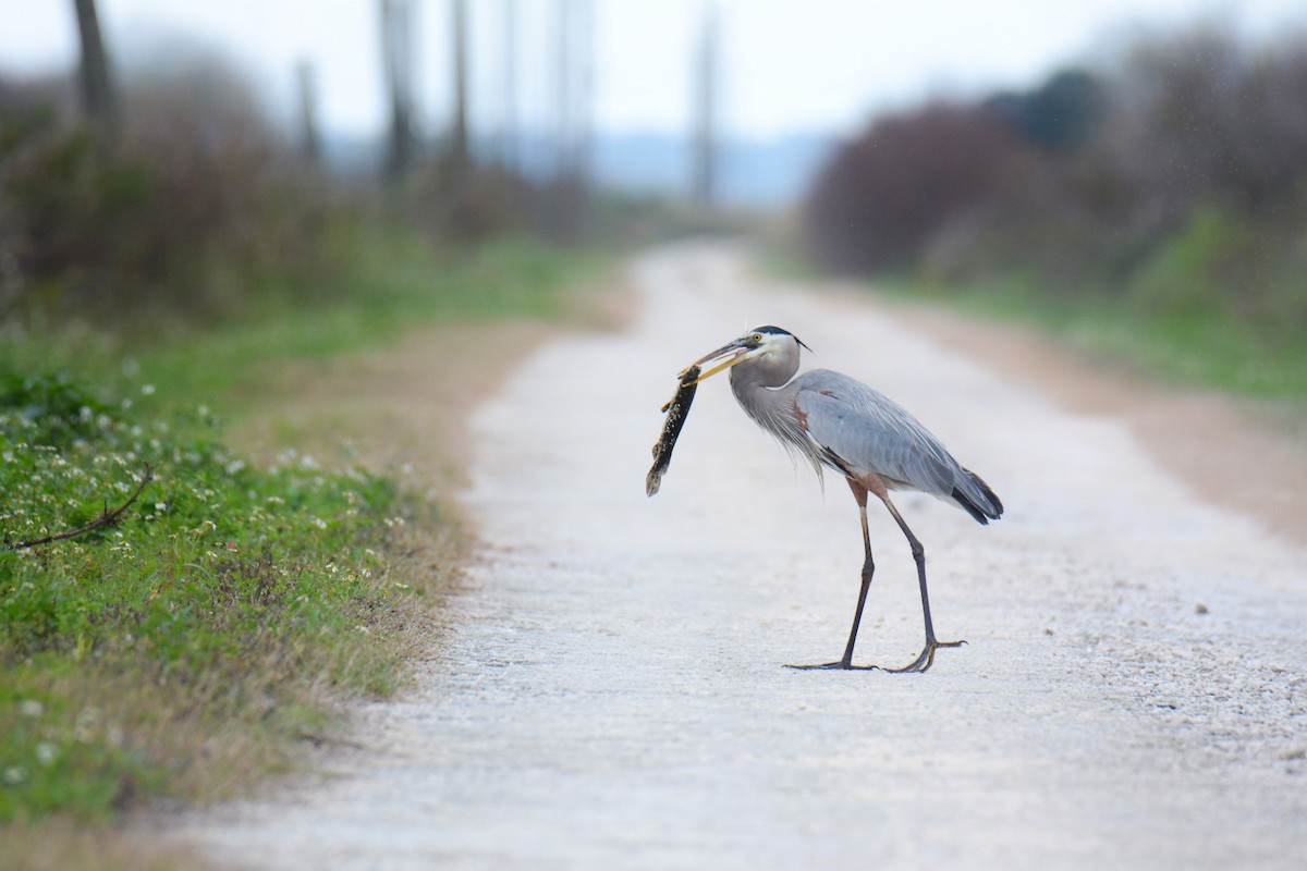 Great Blue Heron - ML646587295
