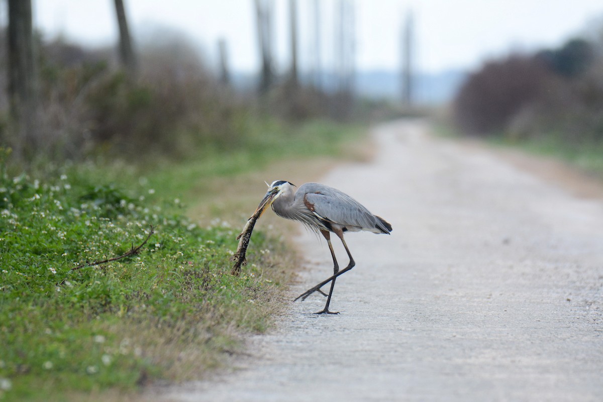 Great Blue Heron - ML646587296