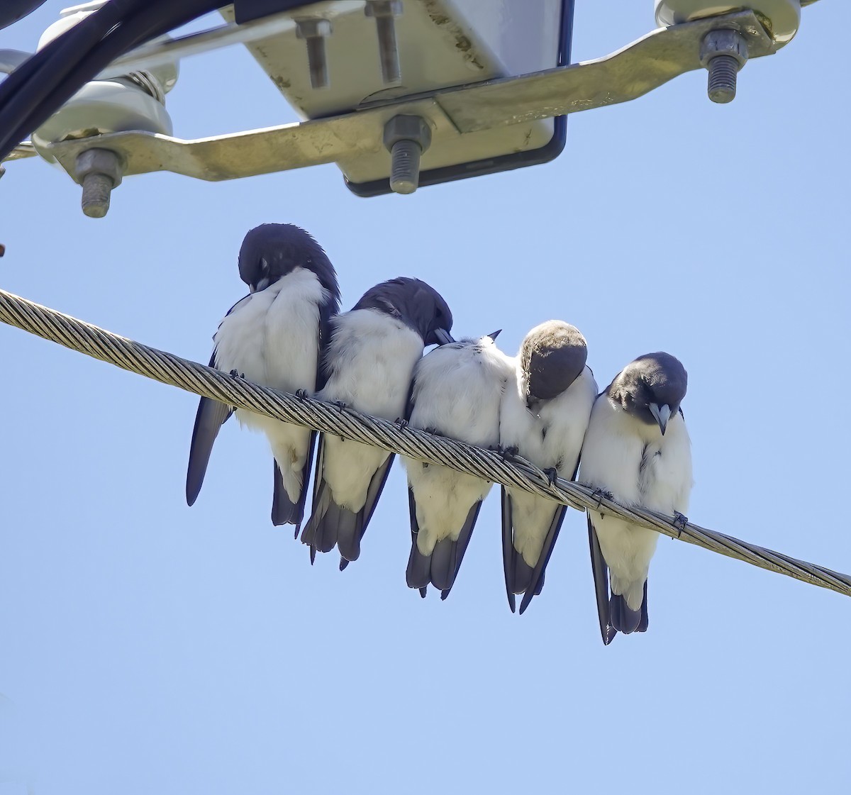 lasolet bělobřichý - ML646587300