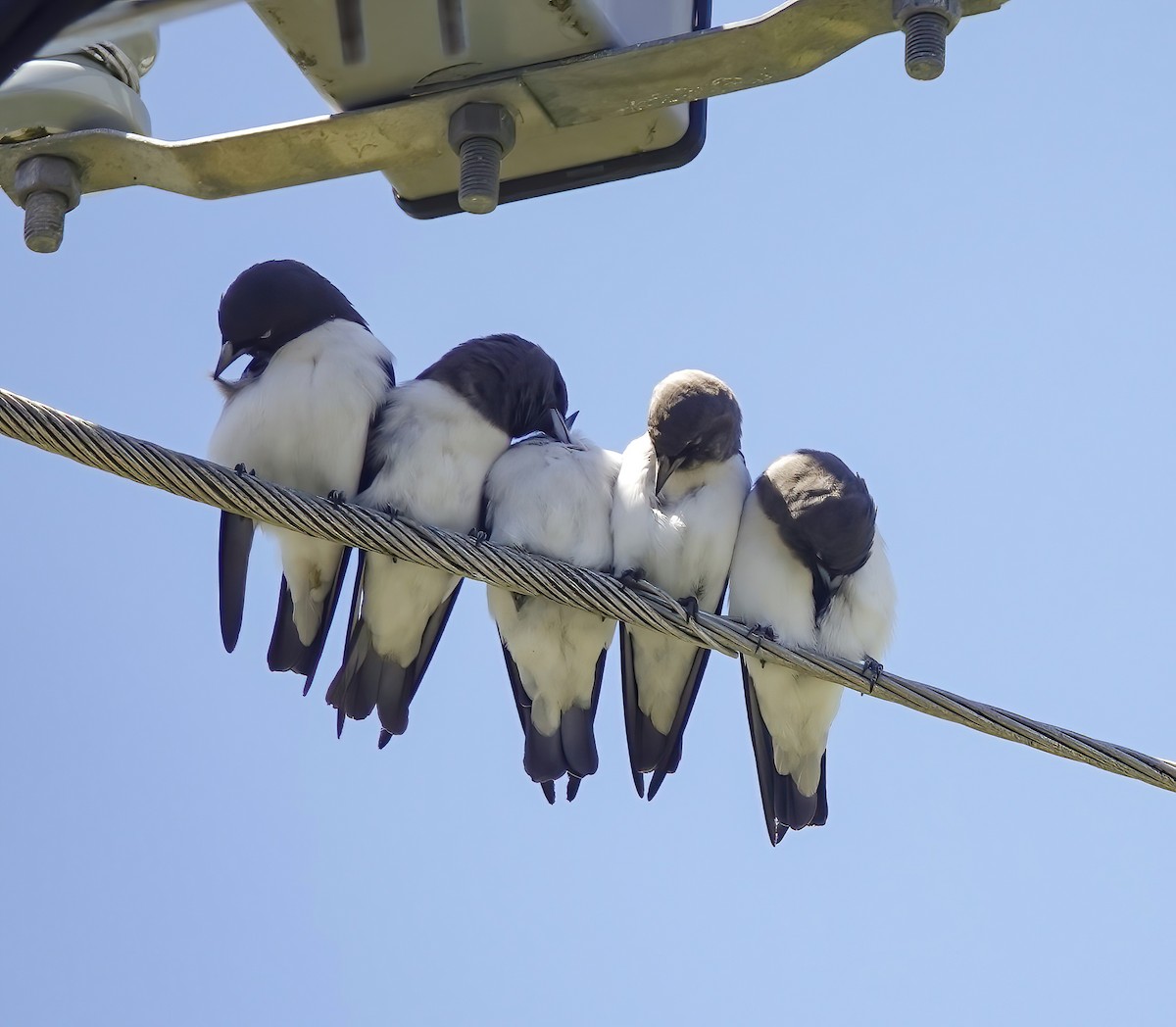 lasolet bělobřichý - ML646587301