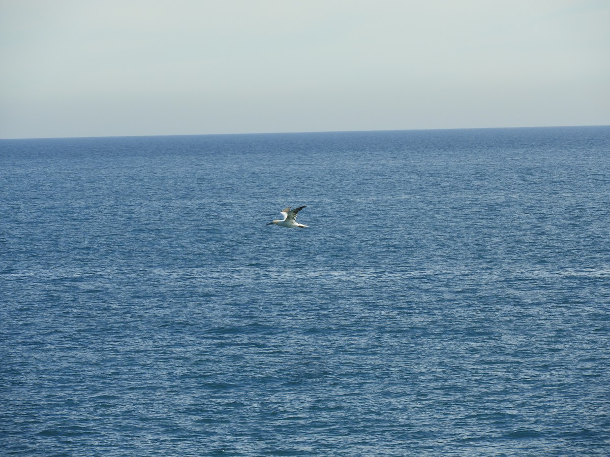 Northern Gannet - ML646587302