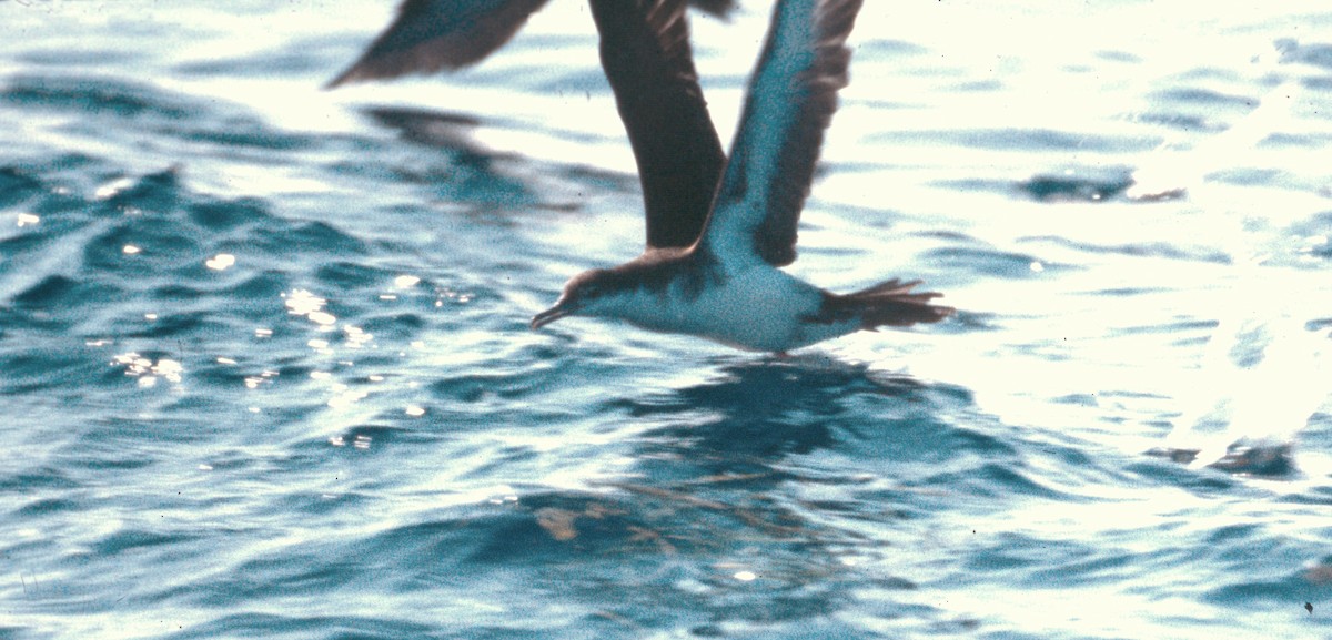 Темноспинный буревестник - ML646587303