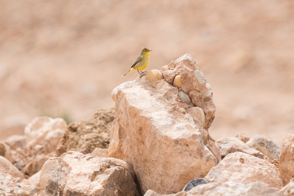 spottesanger - ML646587304