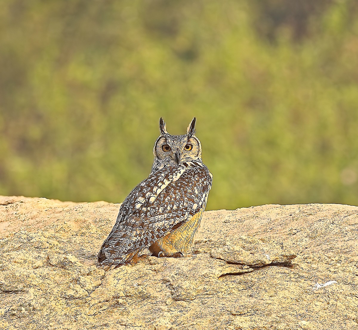 Rock Eagle-Owl - ML646587306