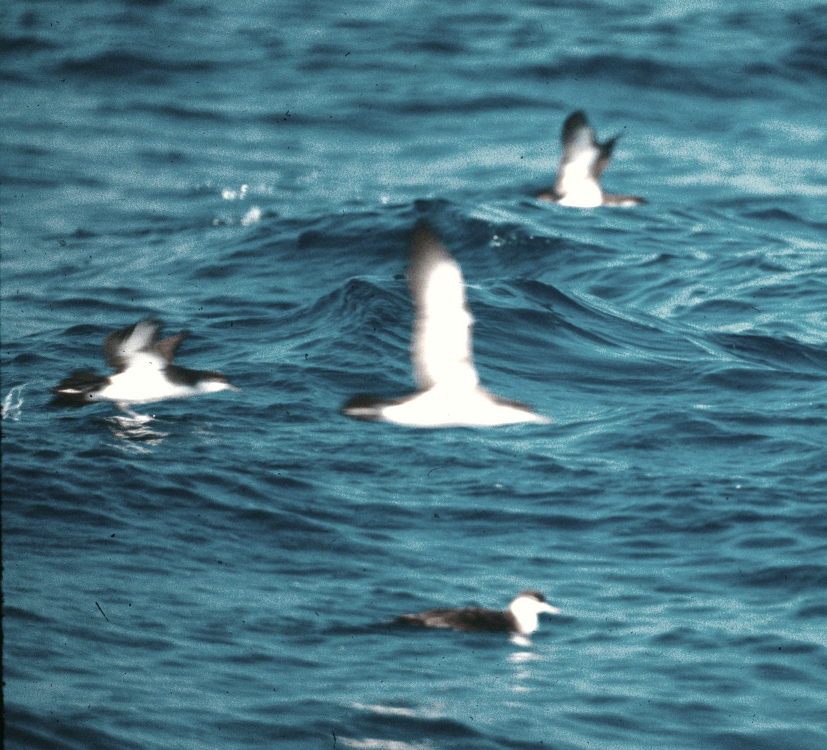 Темноспинный буревестник - ML646587308