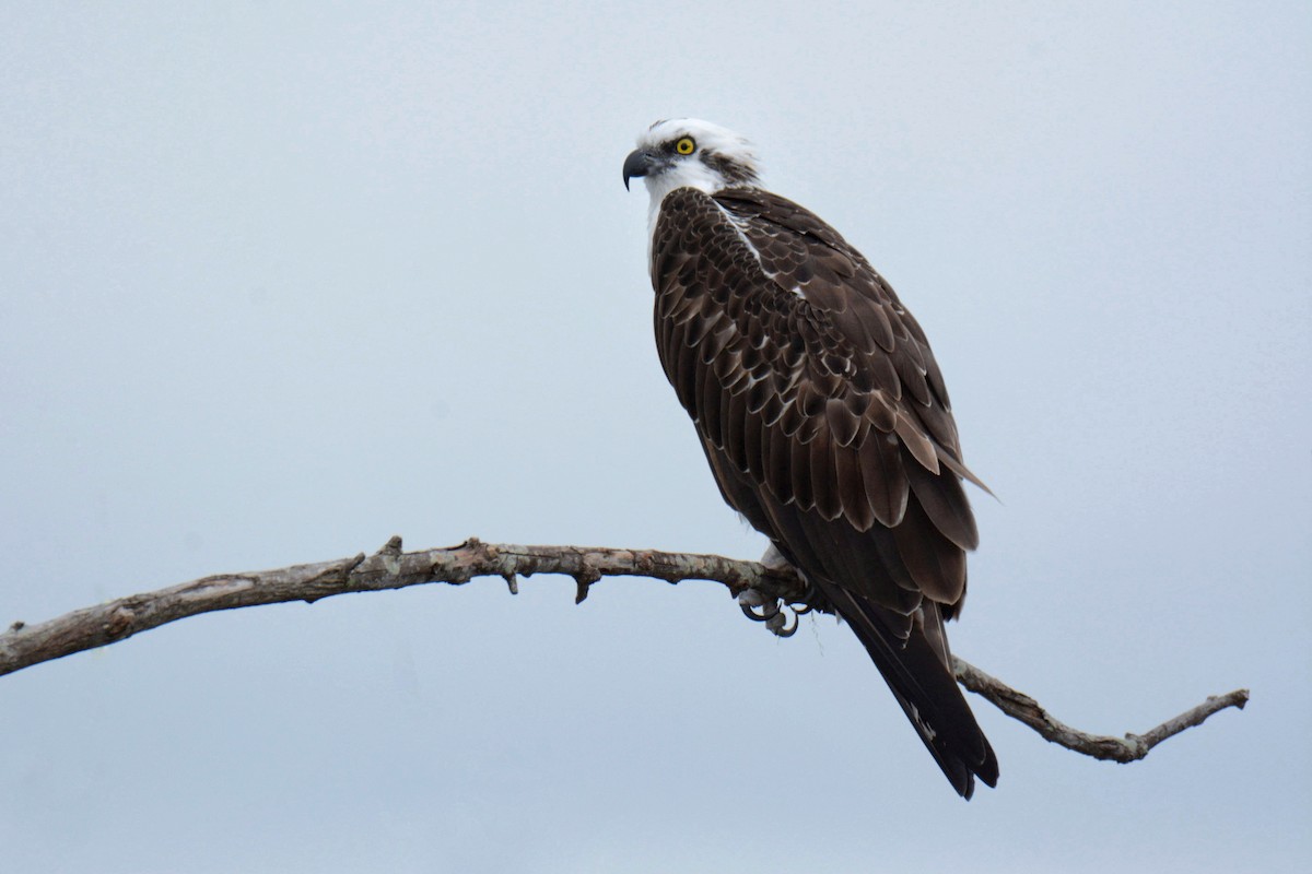 Osprey - ML646587310