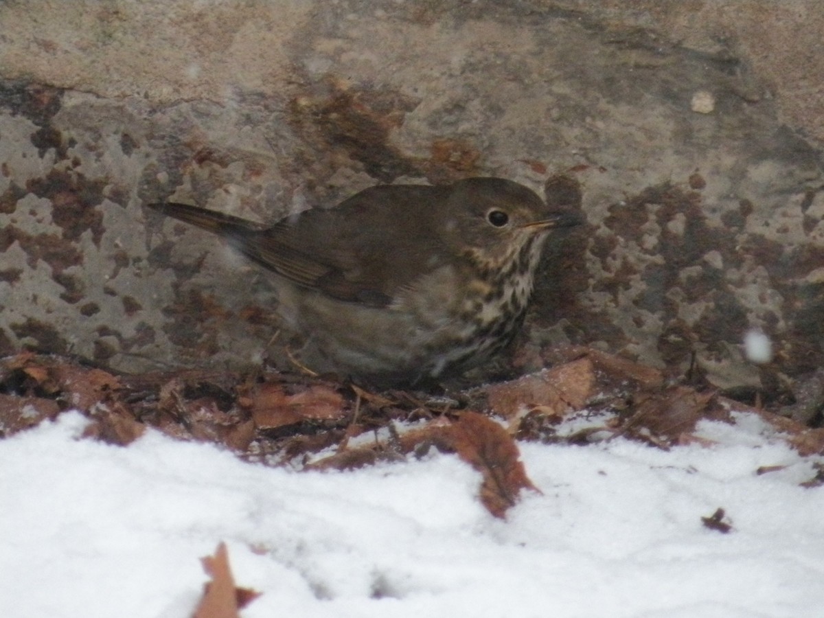 Дрізд-короткодзьоб плямистоволий - ML646587315