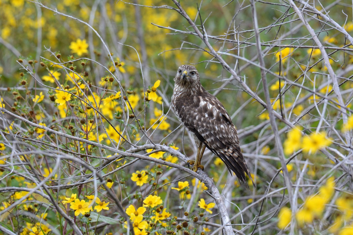 Red-shouldered Hawk - ML646587318