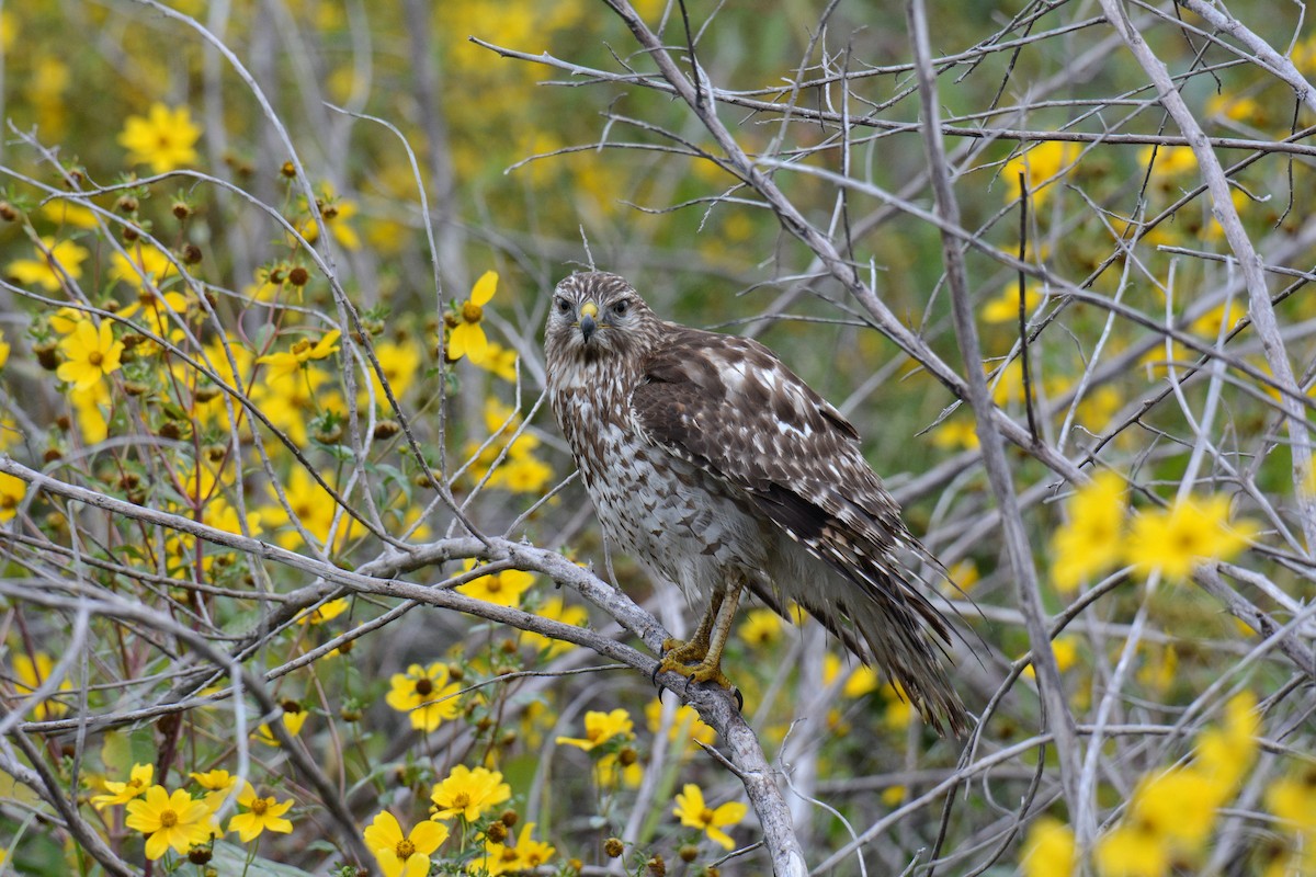 Red-shouldered Hawk - ML646587319