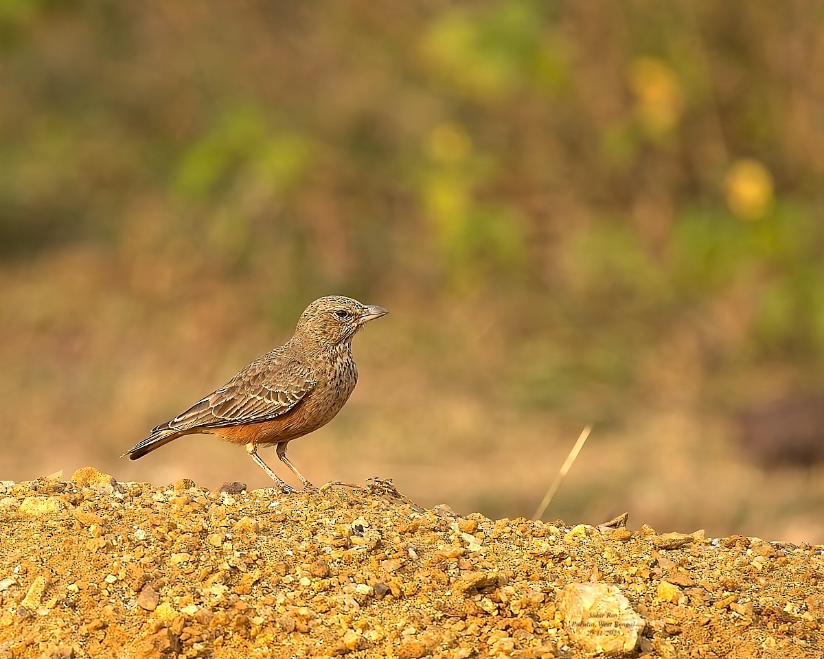 Rufous-tailed Lark - ML646587320