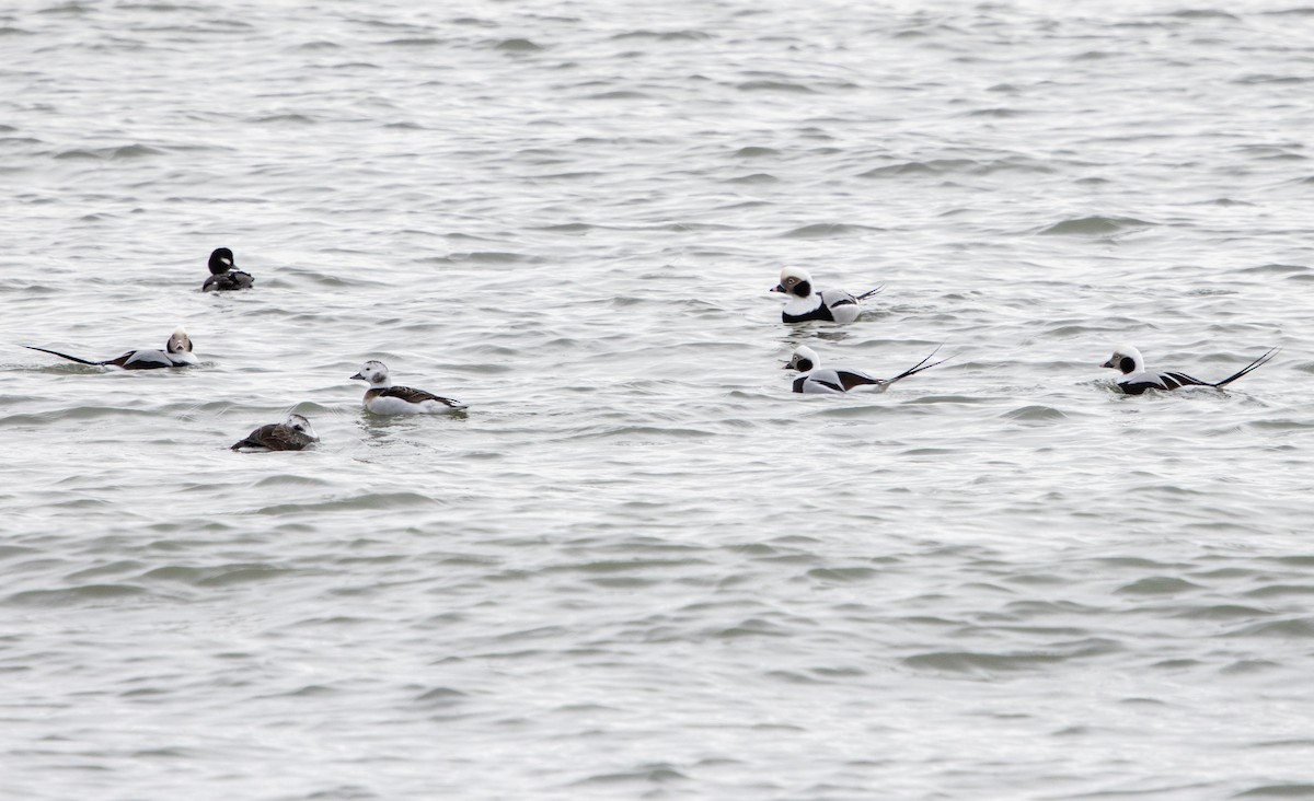 Мөнгөлөг шунгаахай - ML646587322