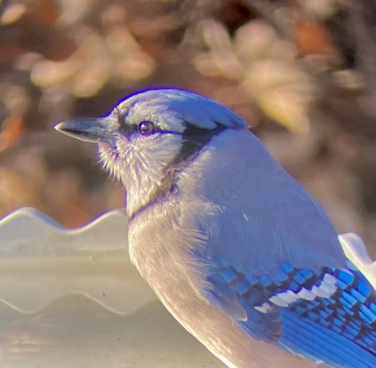 blåskrike - ML646587323