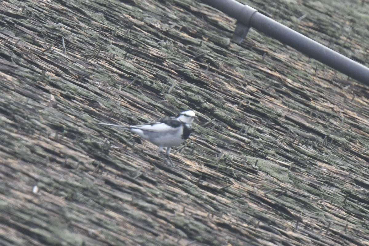 White Wagtail - ML646587324