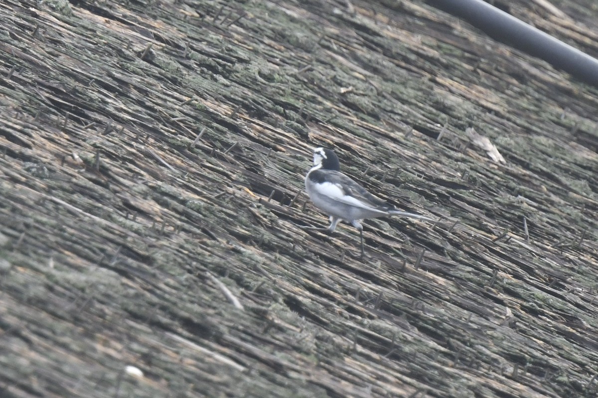 White Wagtail - ML646587325