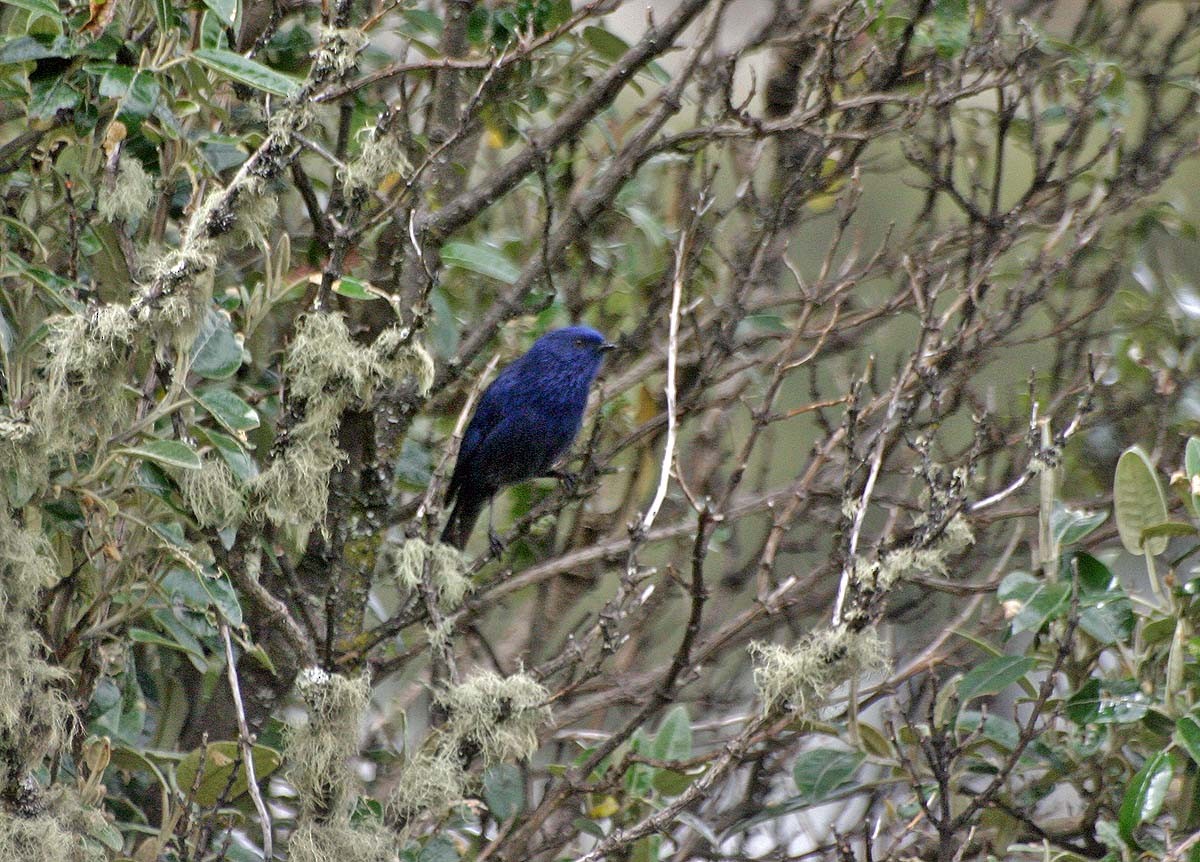 Tit-like Dacnis (petersi/bella) - ML646587326