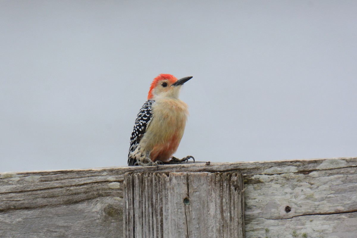 Red-bellied Woodpecker - ML646587327