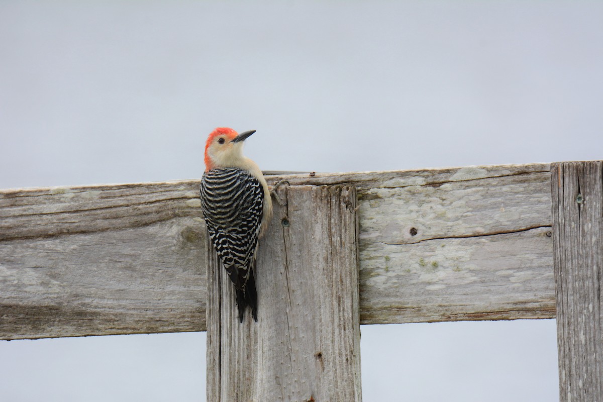 Red-bellied Woodpecker - ML646587328