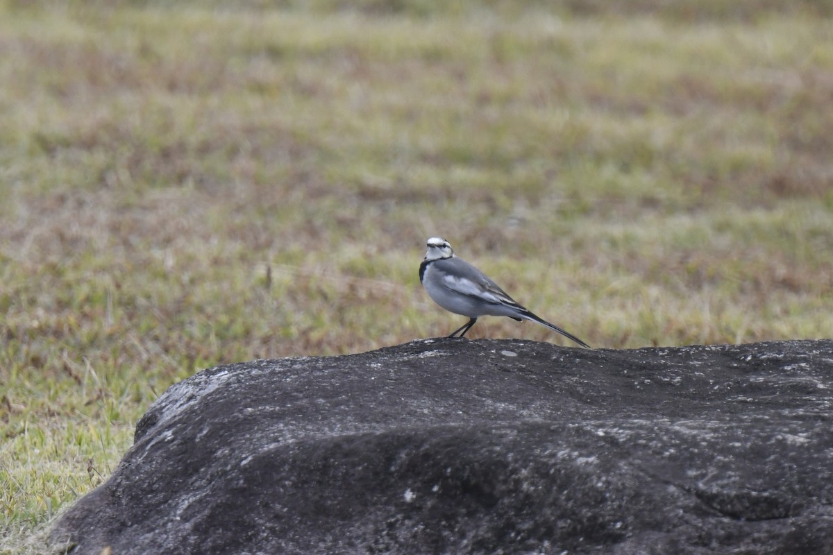White Wagtail - ML646587329