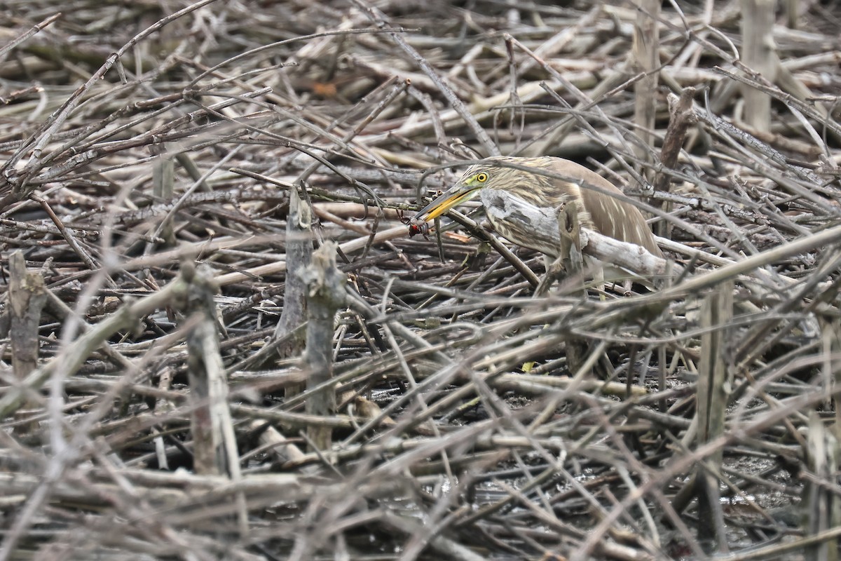 pond-heron sp. - ML646587331
