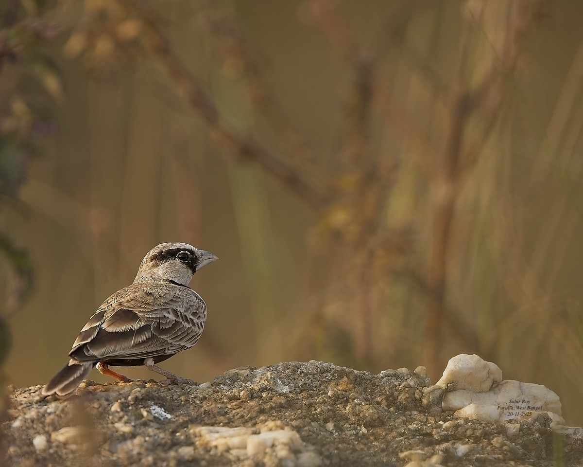 Ashy-crowned Sparrow-Lark - ML646587332