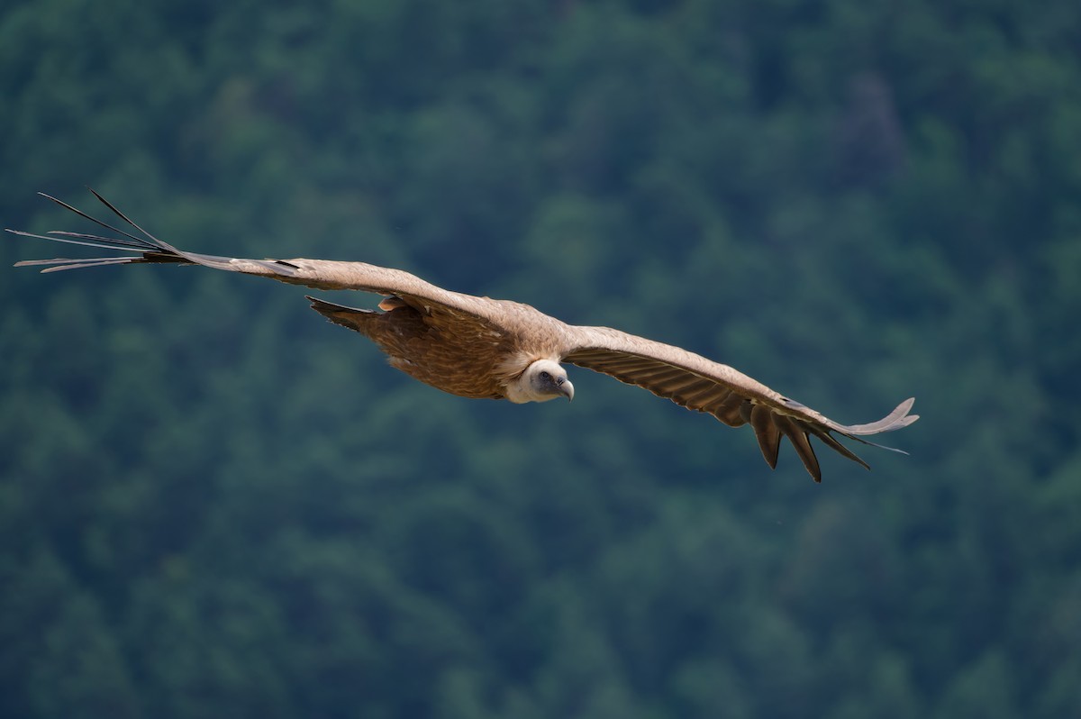 Eurasian Griffon - ML646587334