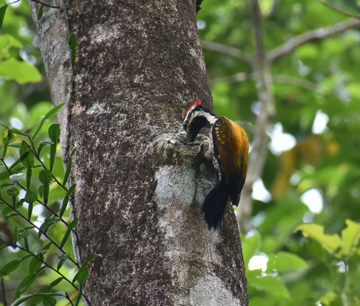 Pic du Bengale - ML646587337