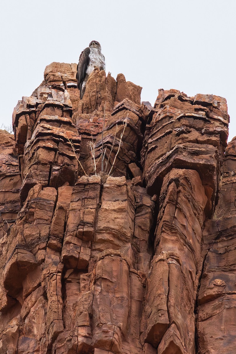 Aquila di Bonelli - ML646587338