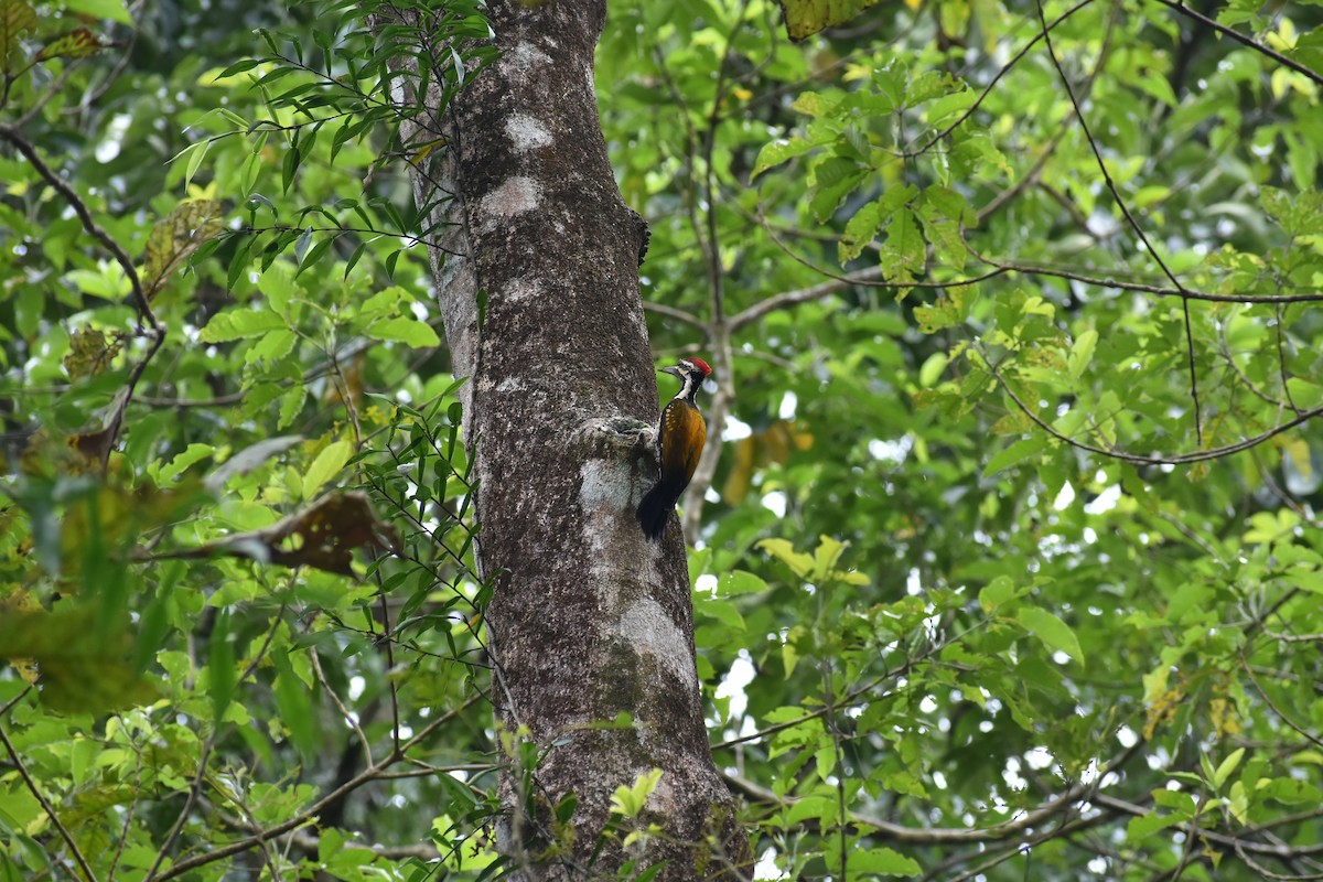 Pic du Bengale - ML646587339